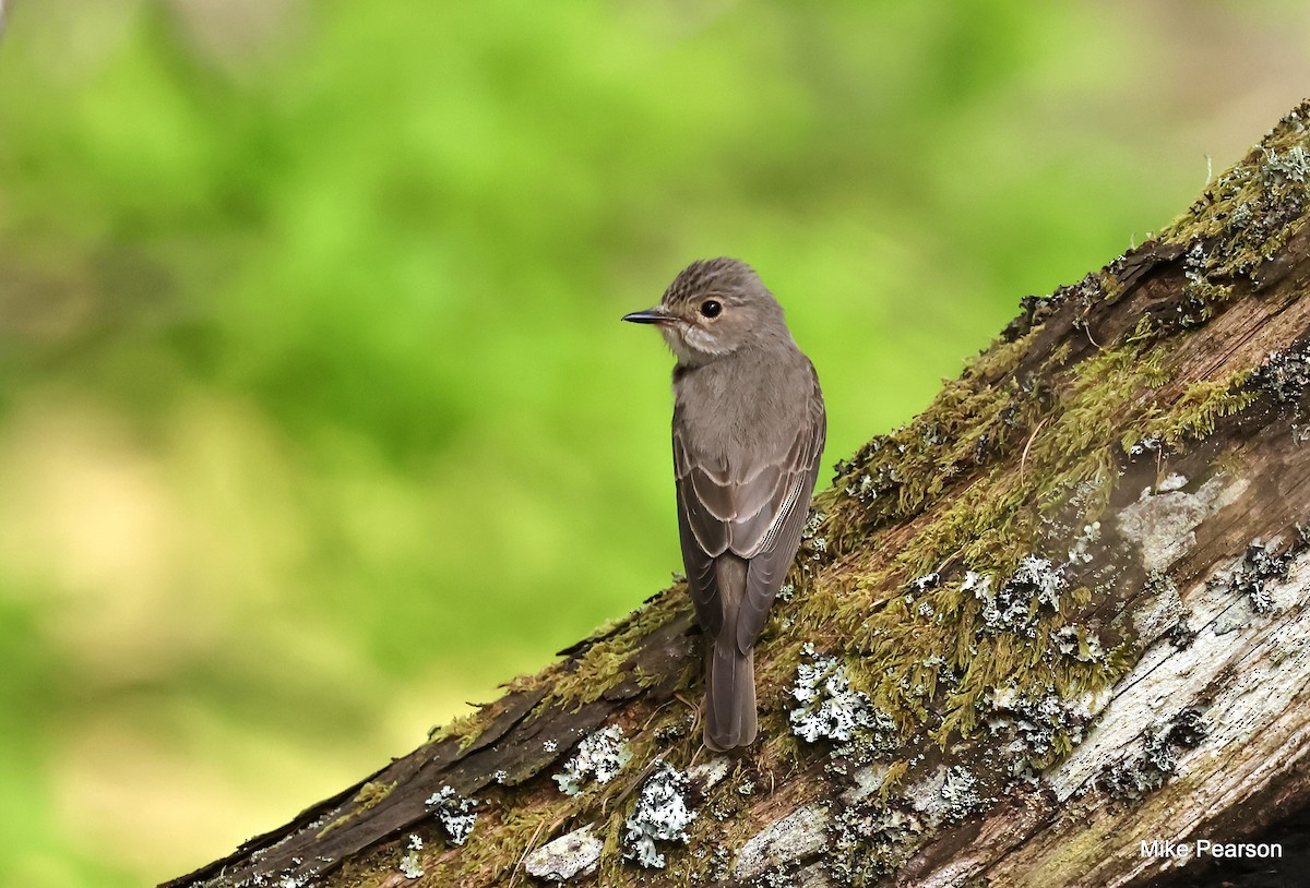 Spotted Flycatcher - Mike Pearson