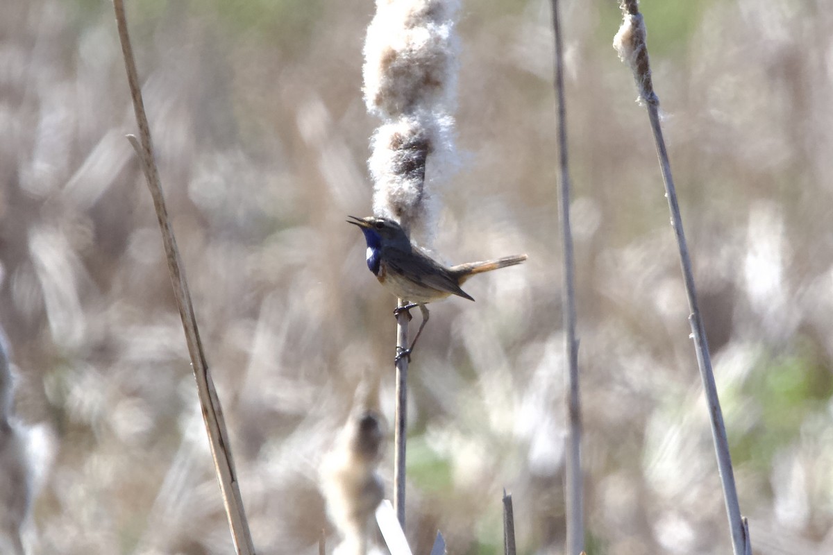 Bluethroat - Elena Popova