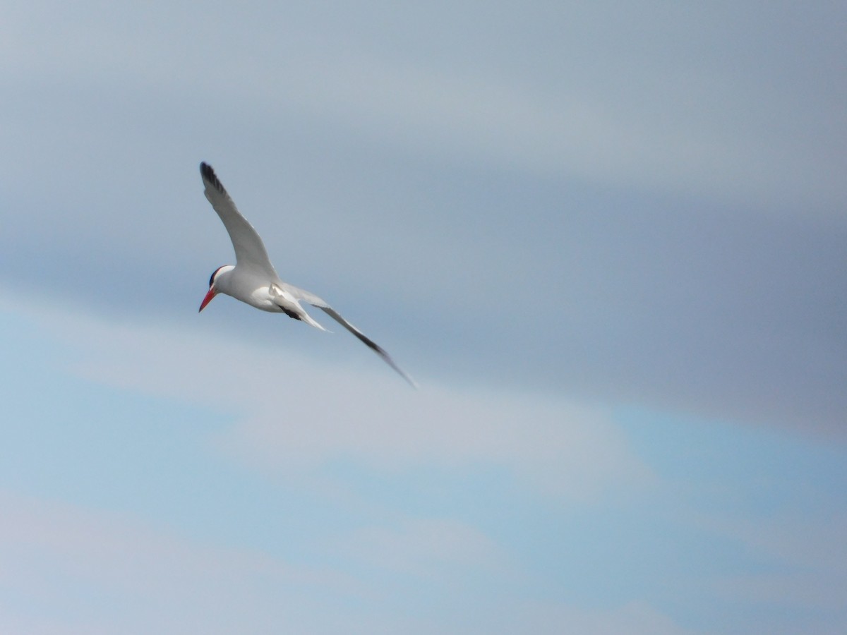 Caspian Tern - Nathaniel Cooley