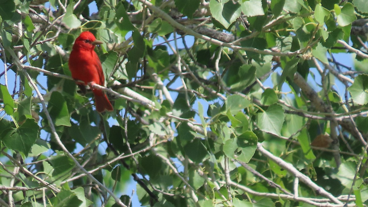 Summer Tanager - Anne (Webster) Leight