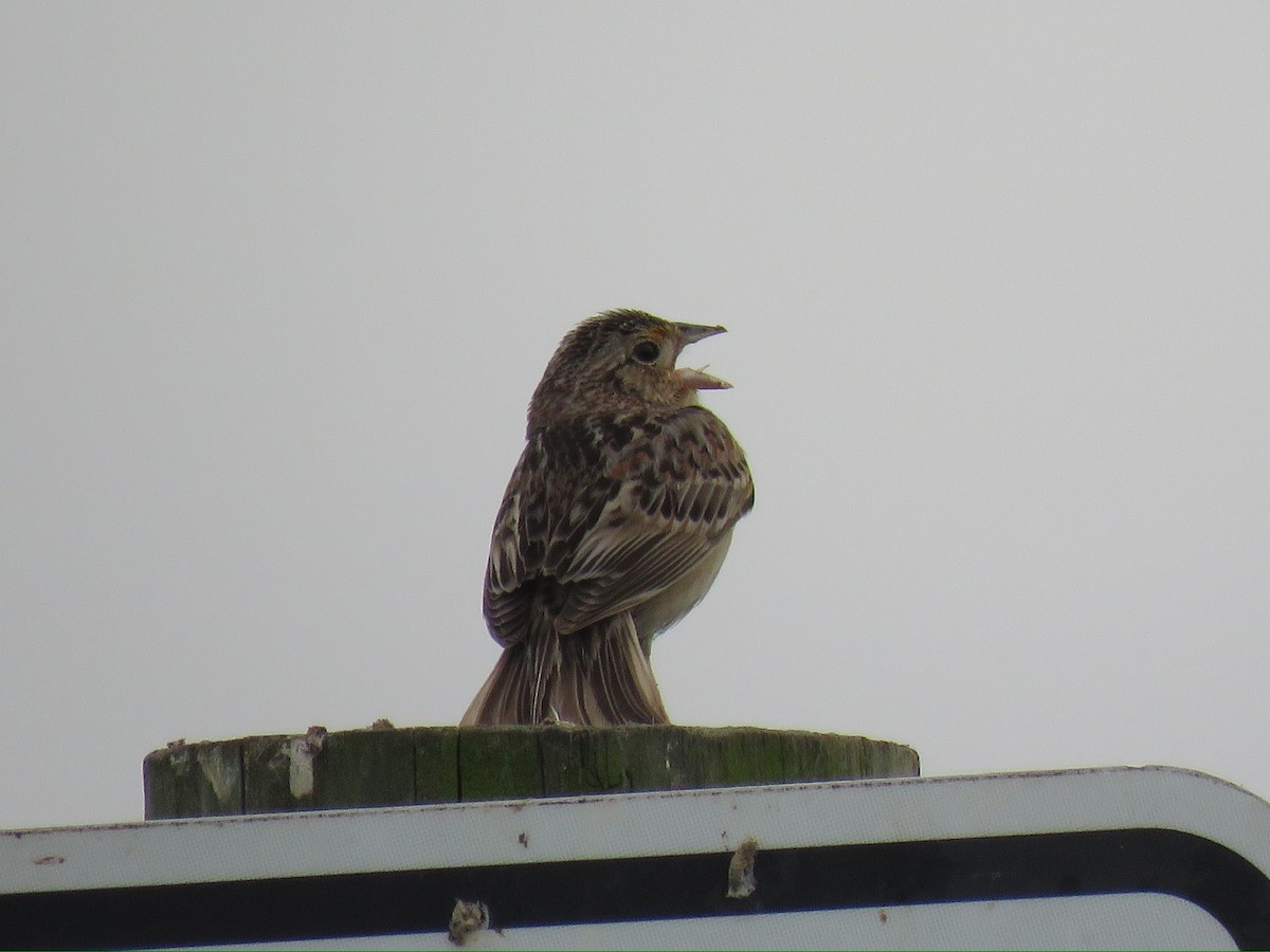 Grasshopper Sparrow - ML619403053