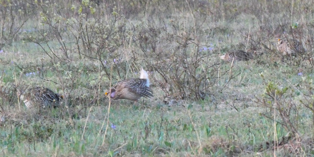 Sharp-tailed Grouse - K K