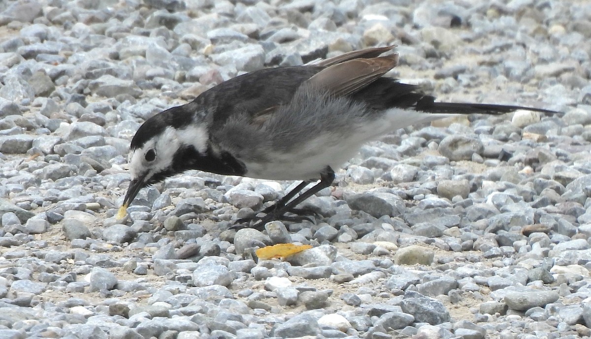 White Wagtail - Vince Patton