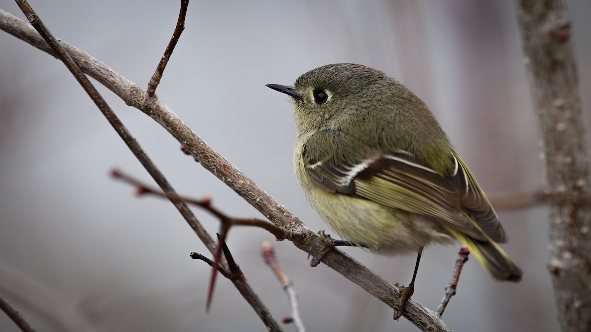 Ruby-crowned Kinglet - Emma Côté