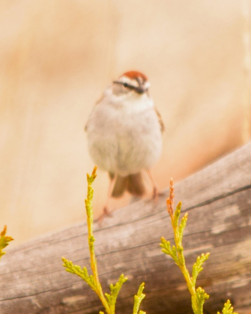 Chipping Sparrow - ML619403082