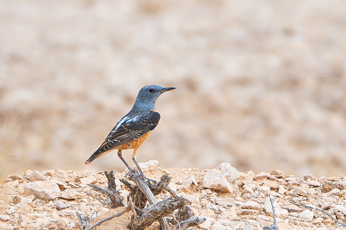 Rufous-tailed Rock-Thrush - Yonatan Gordon