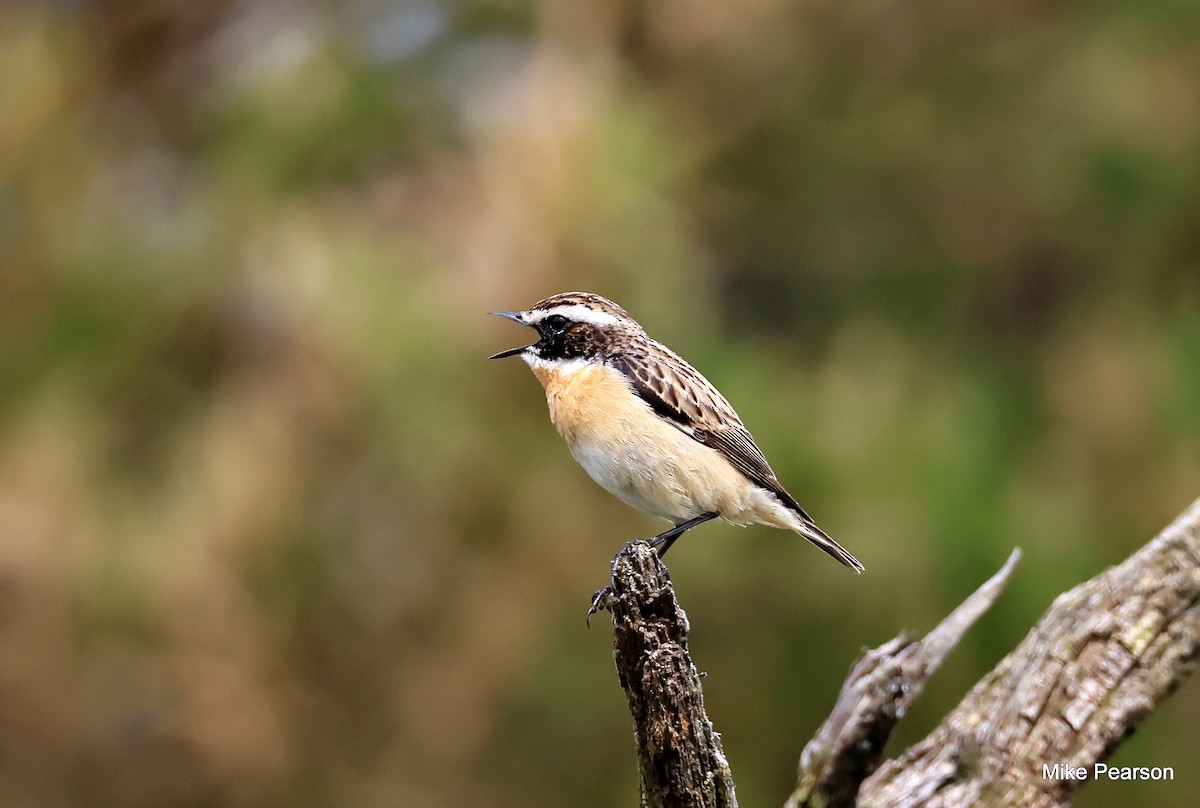 Whinchat - Mike Pearson
