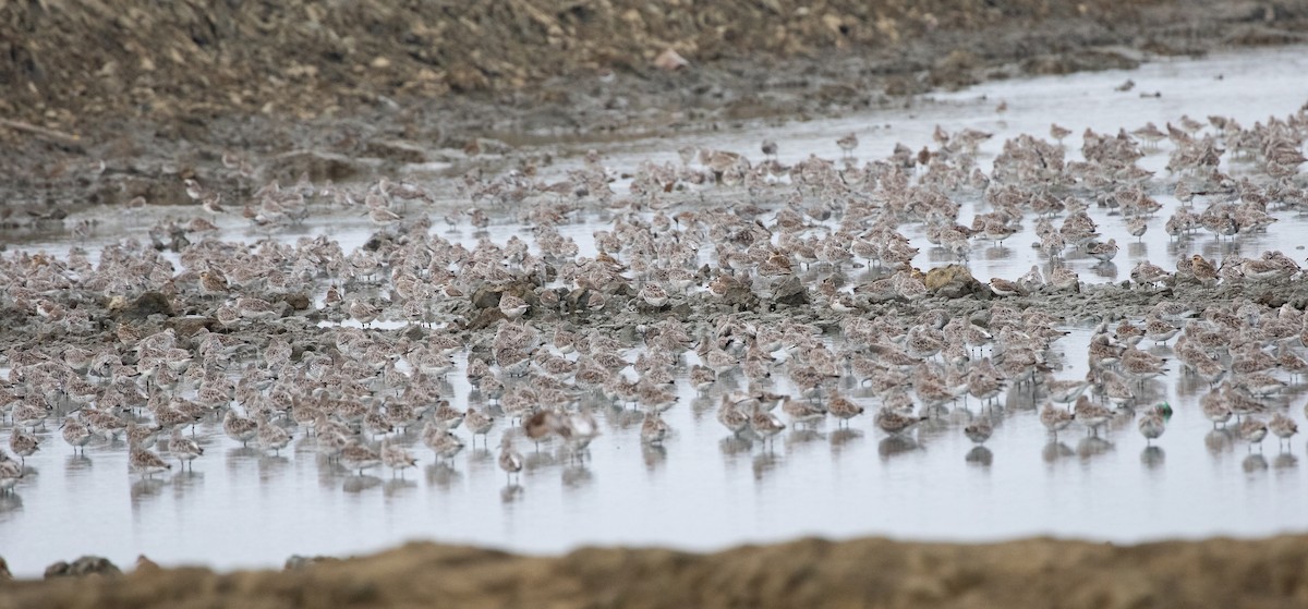 Great Knot - Daniel Gornall