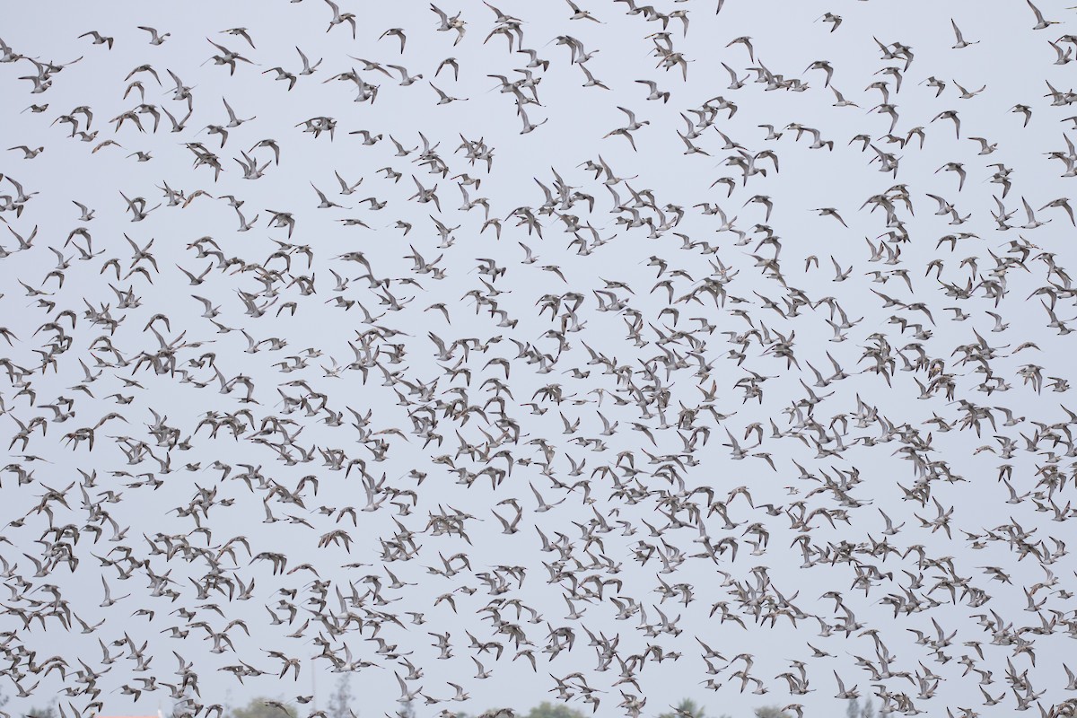 Great Knot - Daniel Gornall