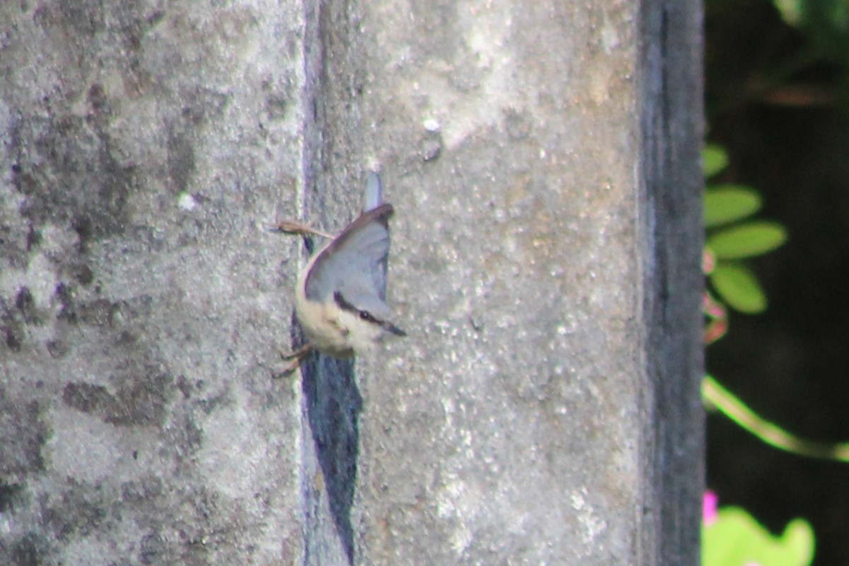 Eurasian Nuthatch - Miguel Appleton