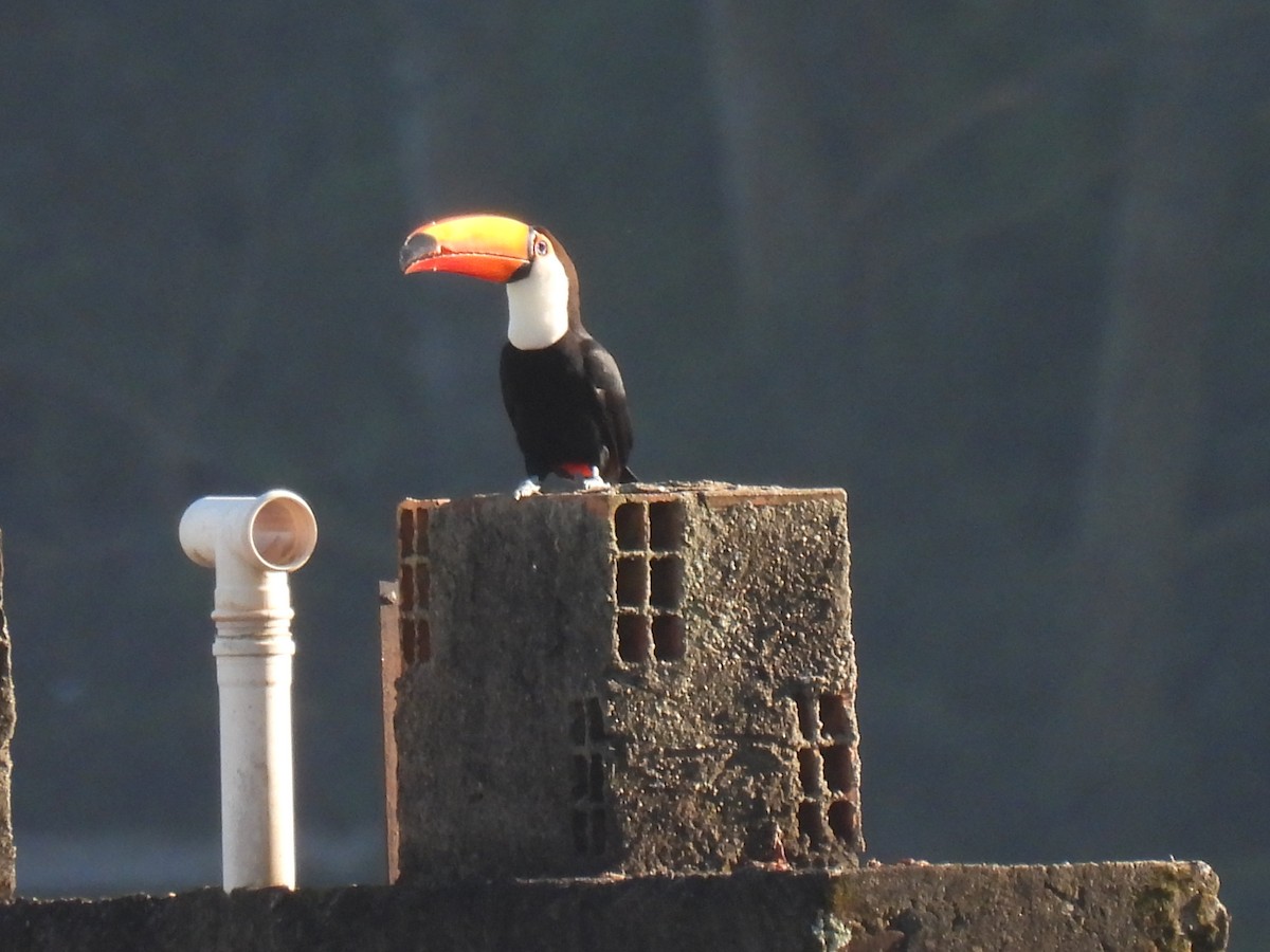 Toco Toucan - Rosana Cangello