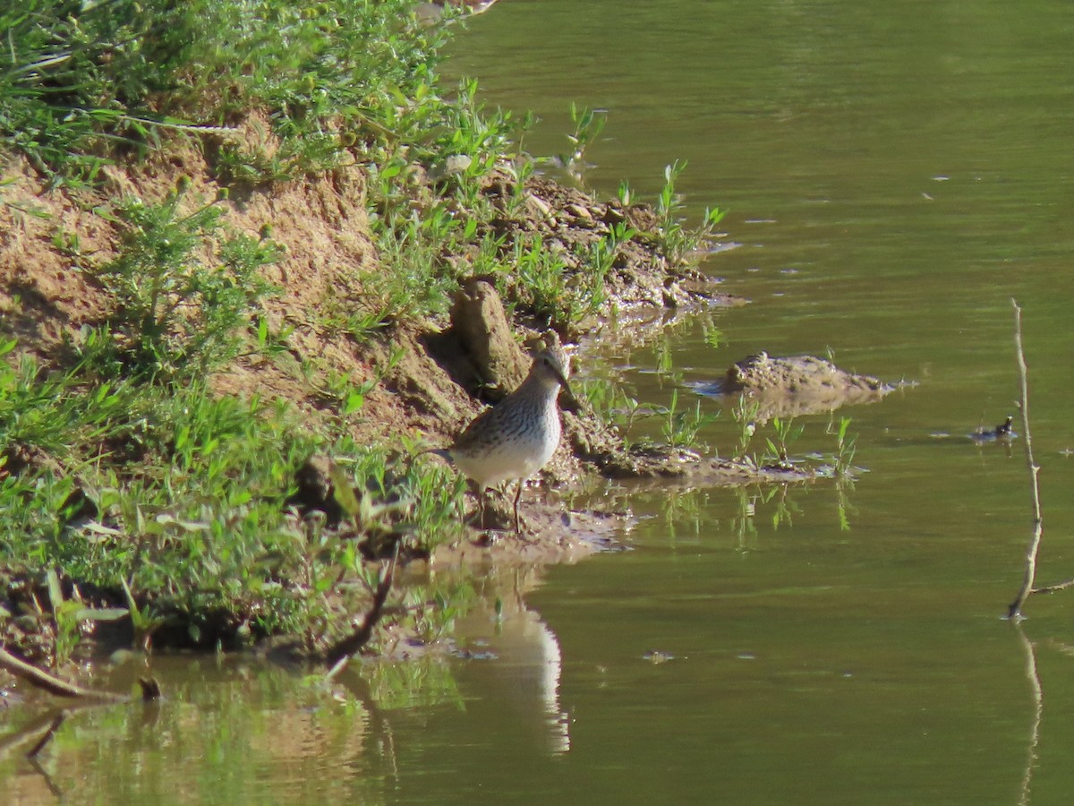 White-rumped Sandpiper - ML619403109