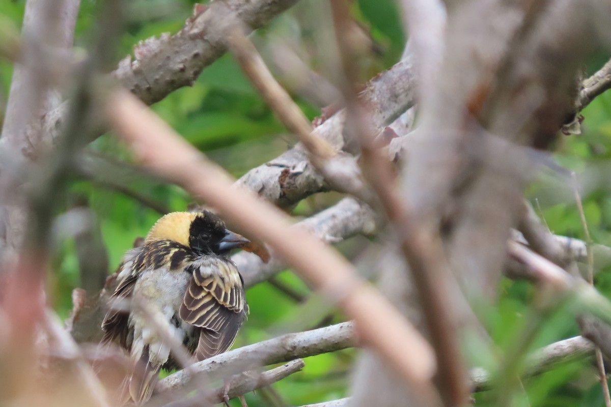 Bobolink - stuart varney