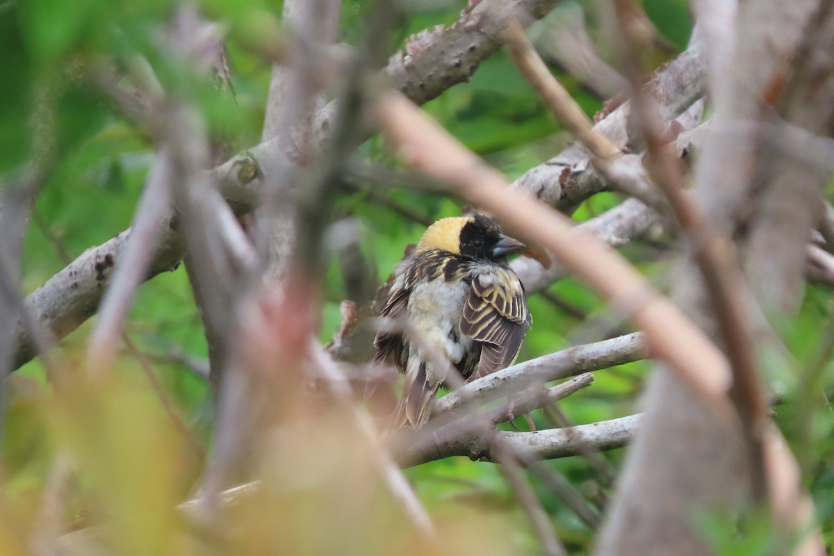 Bobolink - stuart varney