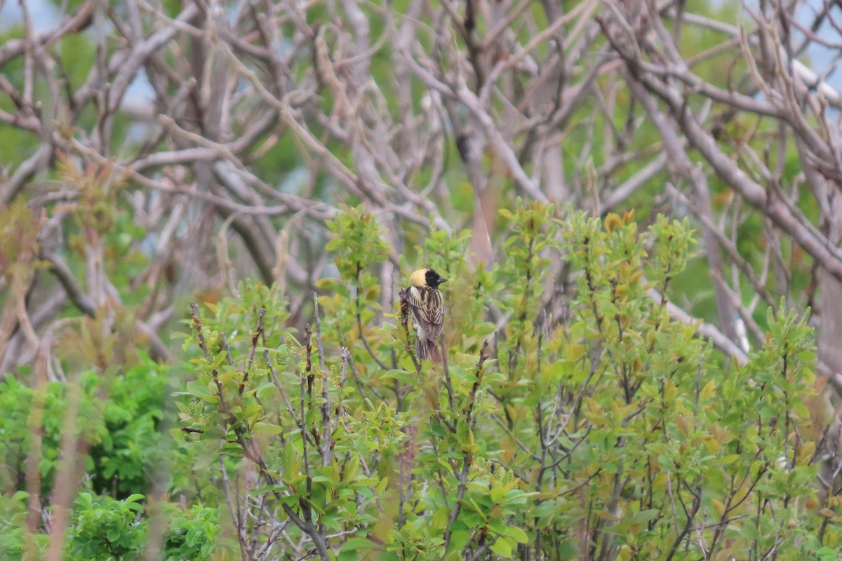 Bobolink - stuart varney