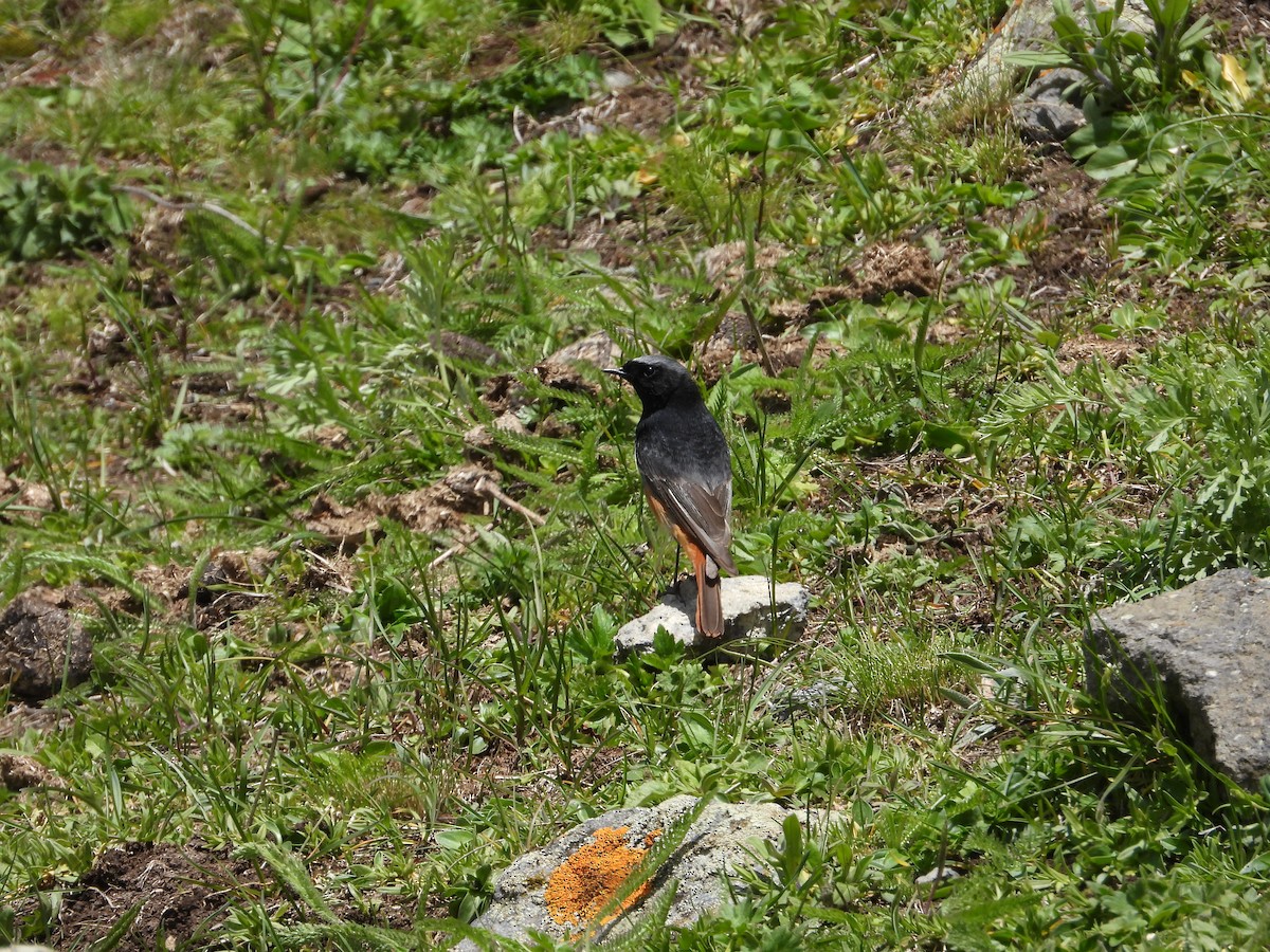 Black Redstart (Eastern) - ML619403115