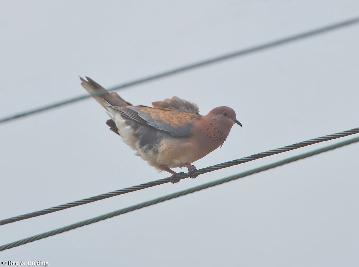 Laughing Dove - Pavel Simeonov