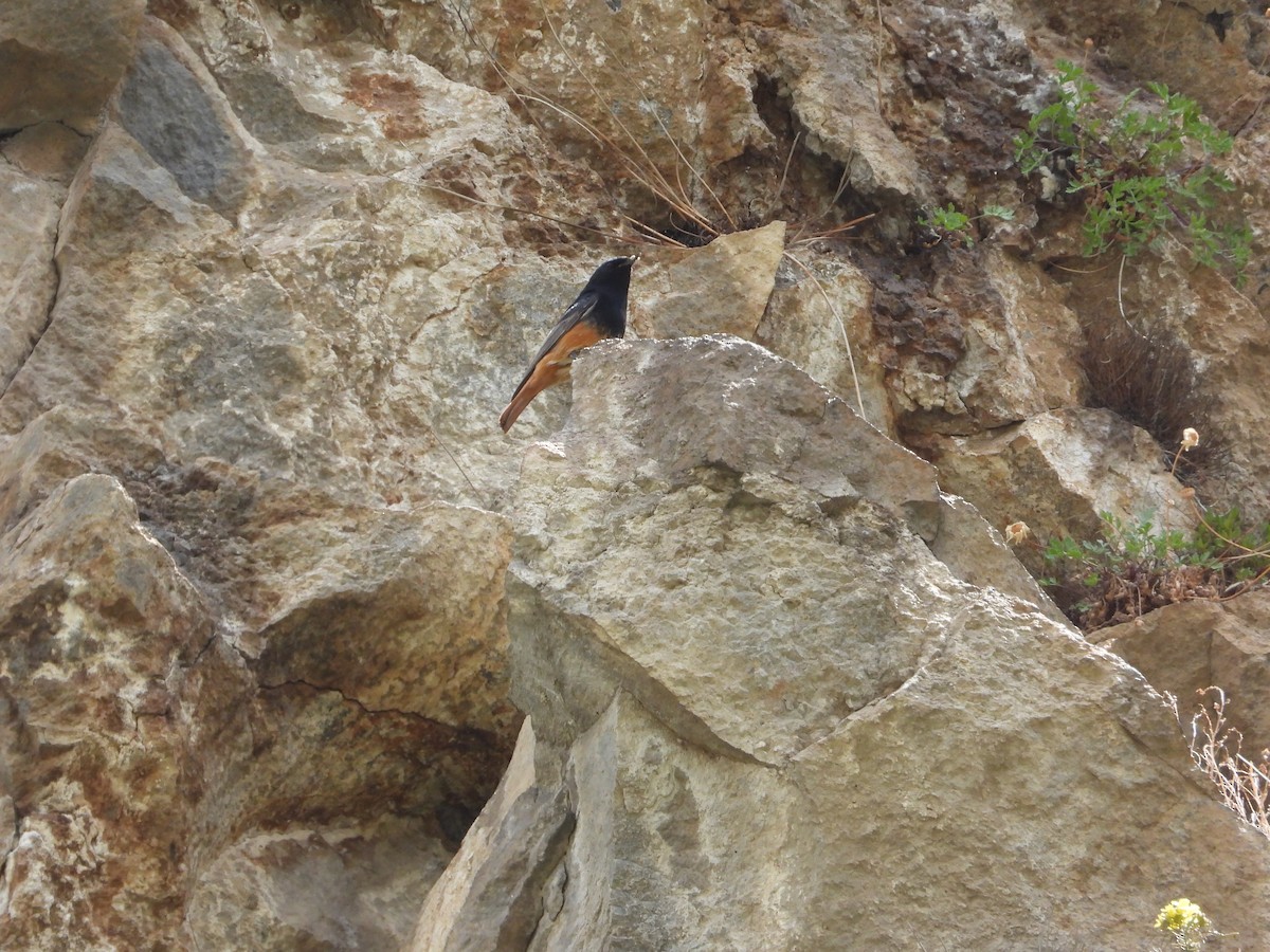 Black Redstart (Eastern) - ML619403123