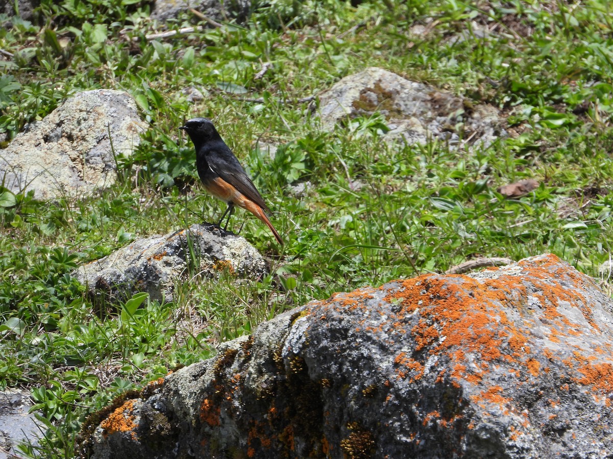 Black Redstart (Eastern) - ML619403124