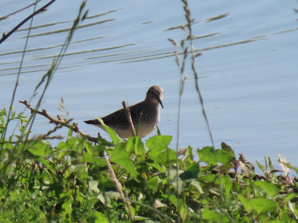 White-rumped Sandpiper - ML619403129