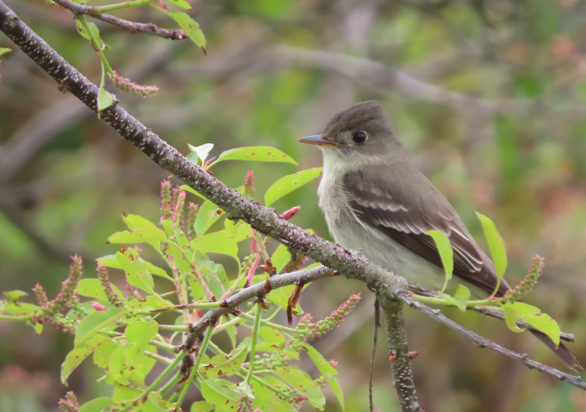 Eastern Wood-Pewee - stuart varney