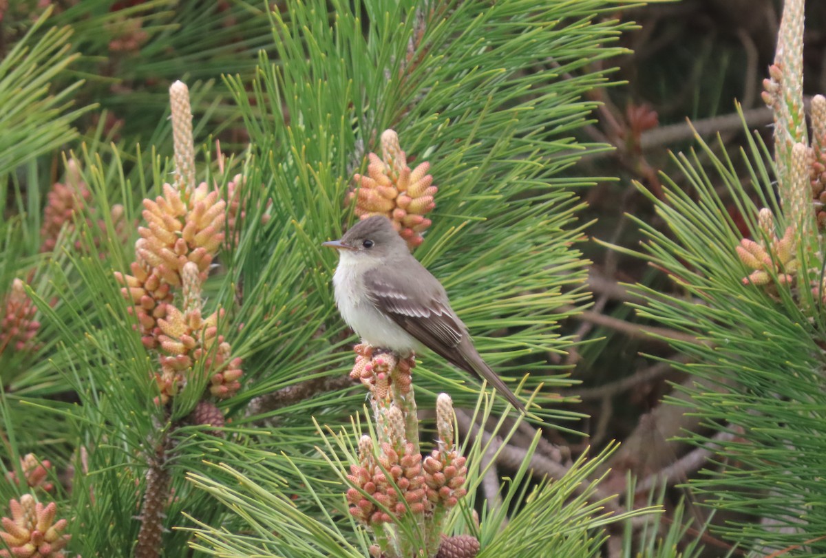 Eastern Wood-Pewee - stuart varney