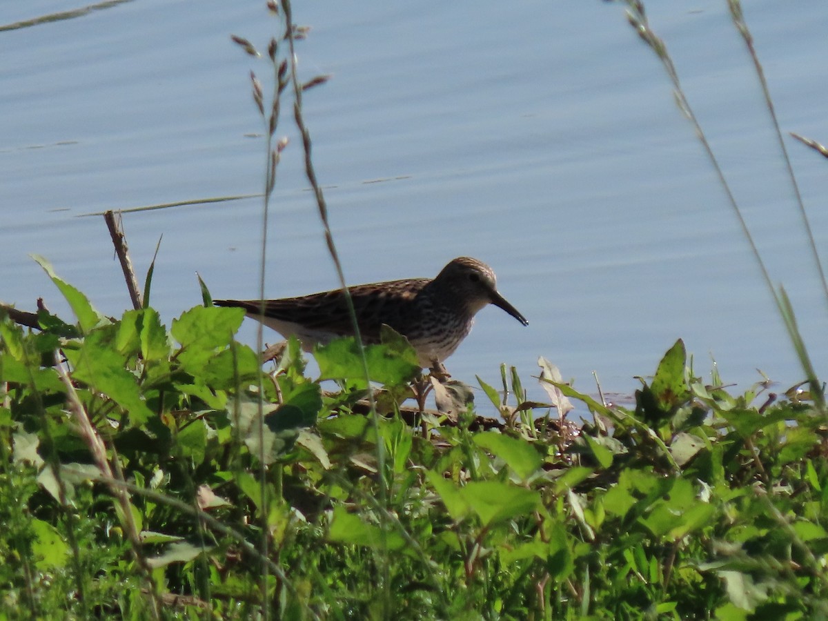 White-rumped Sandpiper - ML619403146