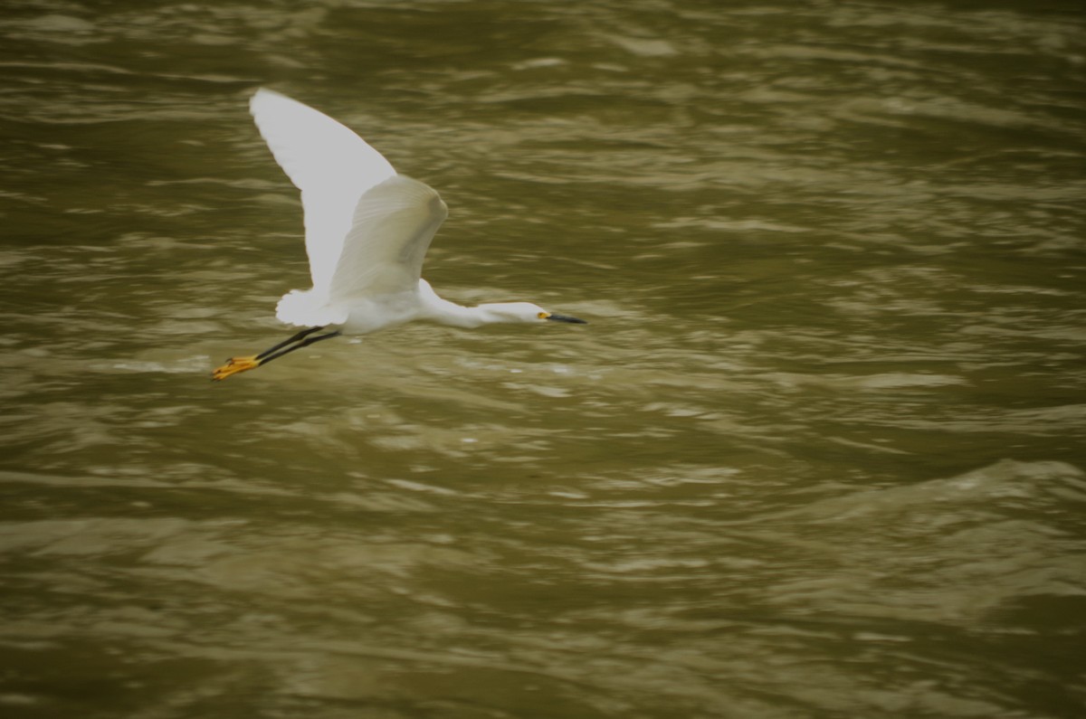 Snowy Egret - Claudio  Crespo