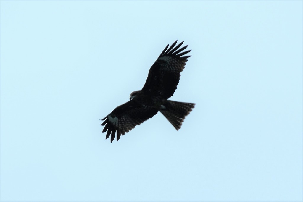 Black Kite - Jorge Juan Rueda