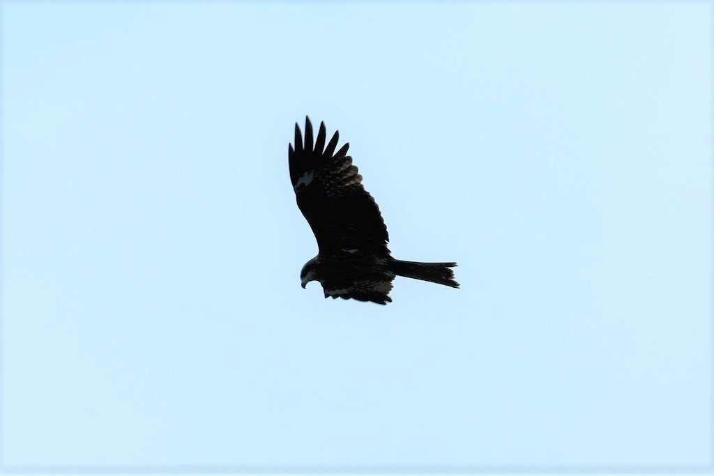 Black Kite - ML619403160