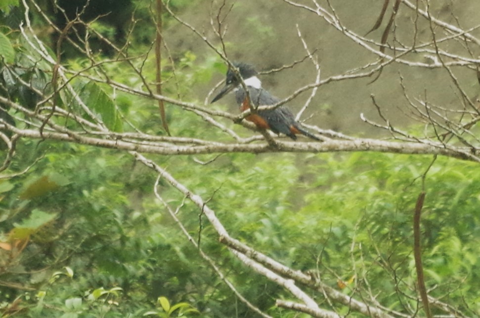 Ringed Kingfisher - Claudio  Crespo