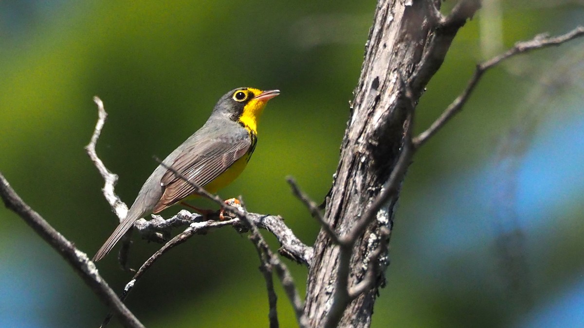 Canada Warbler - Ken MacDonald