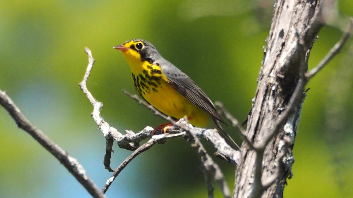 Canada Warbler - Ken MacDonald