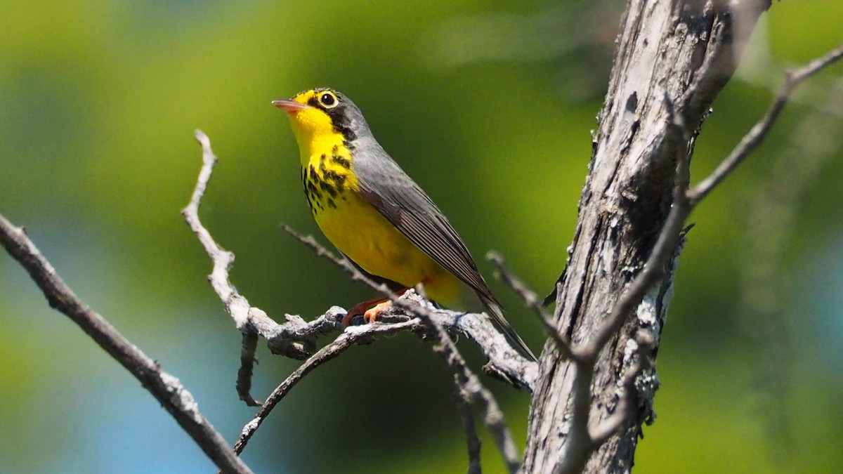 Canada Warbler - Ken MacDonald