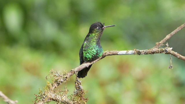 Fiery-throated Hummingbird - ML619403179