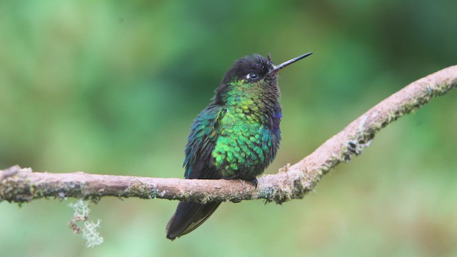 Colibrí Insigne - ML619403181