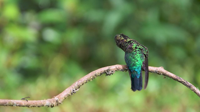 Fiery-throated Hummingbird - ML619403182