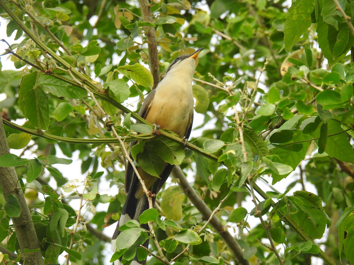 Mangrove Cuckoo - Coral Avilés Santiago