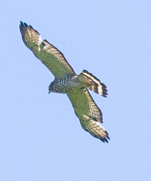 Broad-winged Hawk - Duane Yarbrough