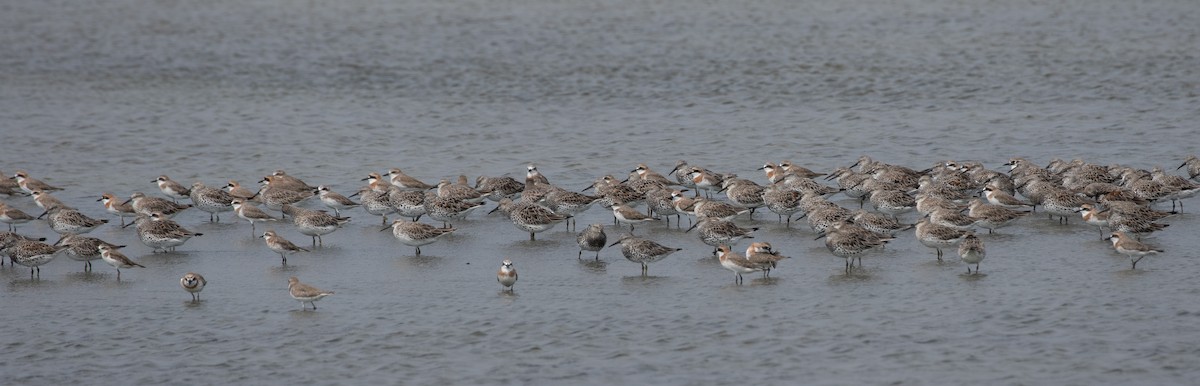 Great Knot - Daniel Gornall