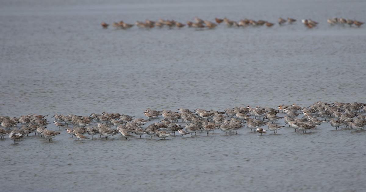 Great Knot - Daniel Gornall