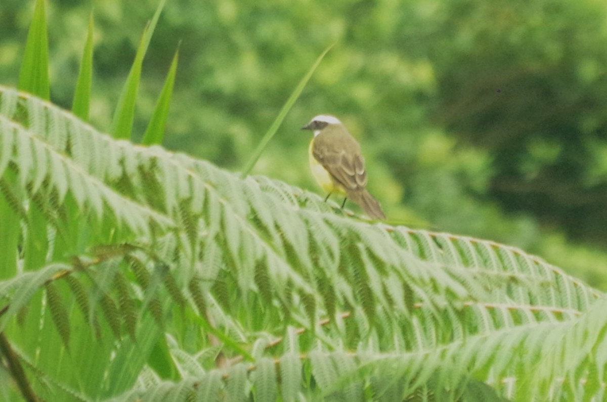 Social Flycatcher - Claudio  Crespo