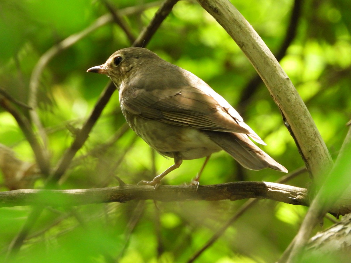 Swainson's Thrush - Cliff Dekdebrun