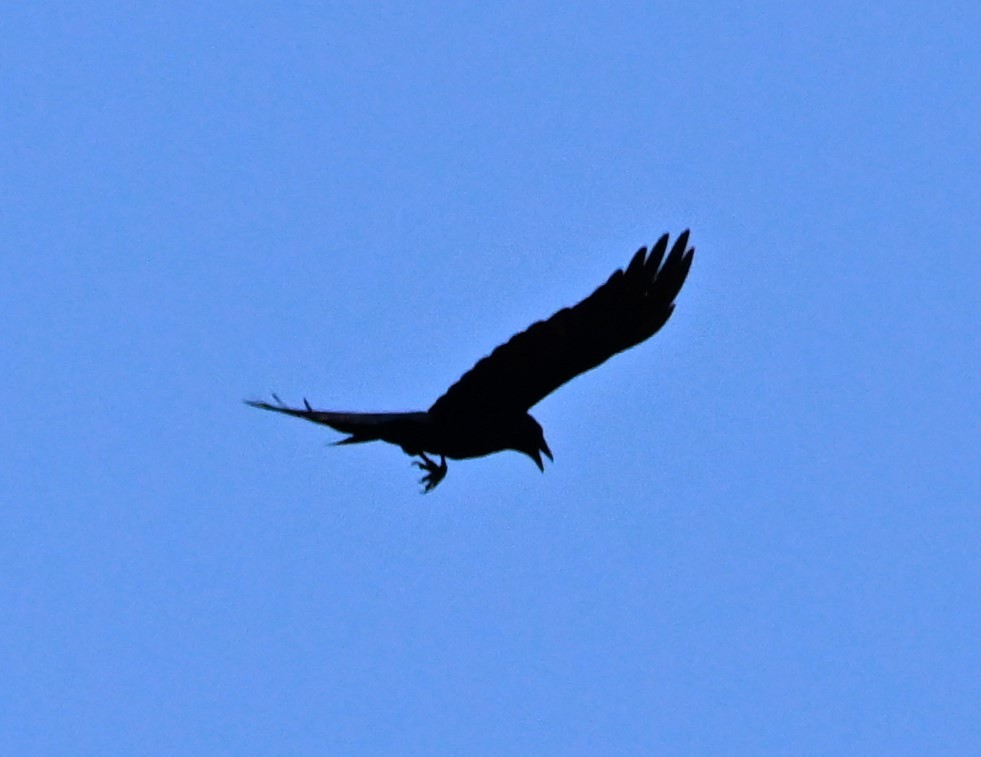 American Crow - DAVID VIERLING