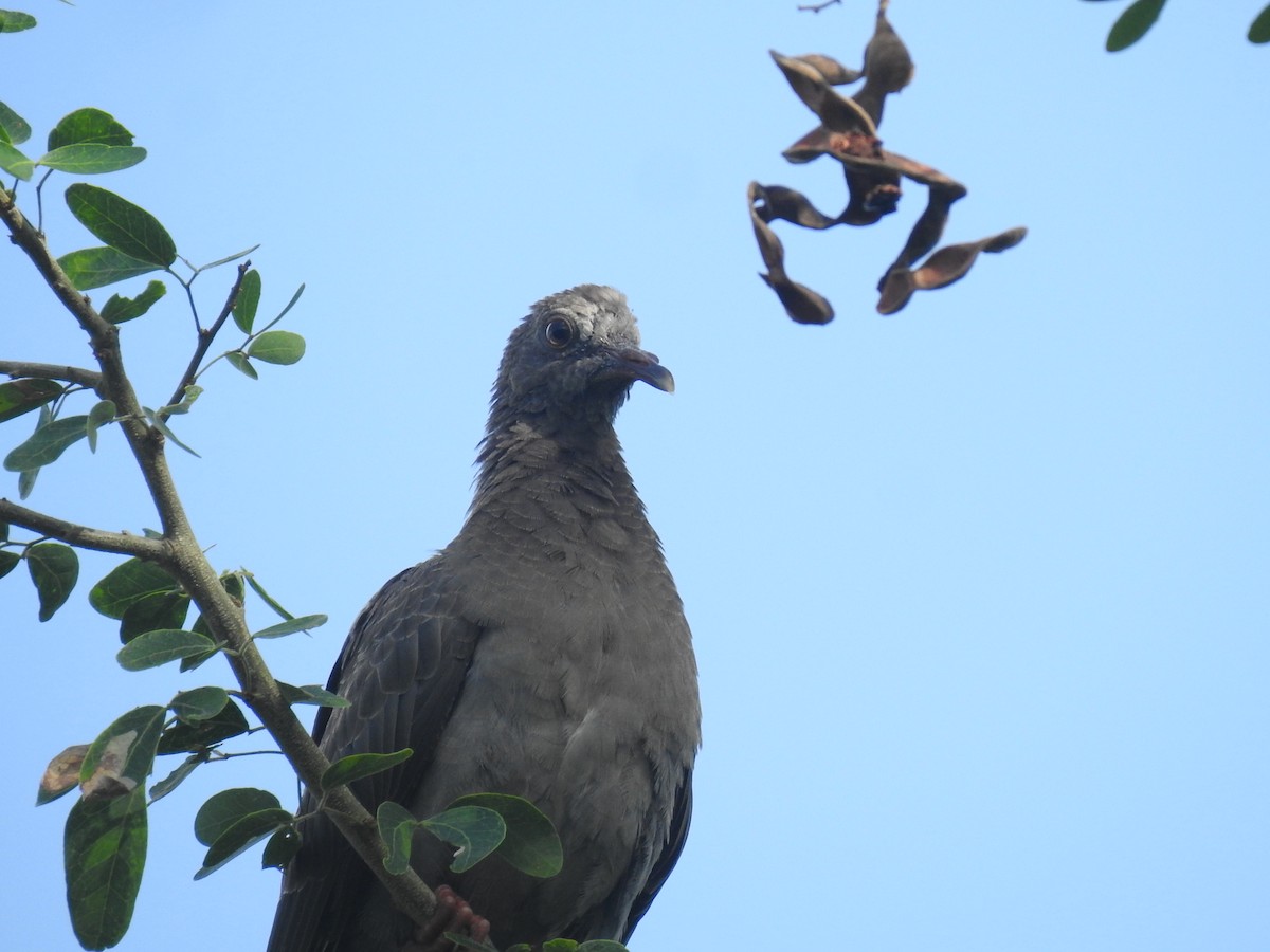 White-crowned Pigeon - Coral Avilés Santiago