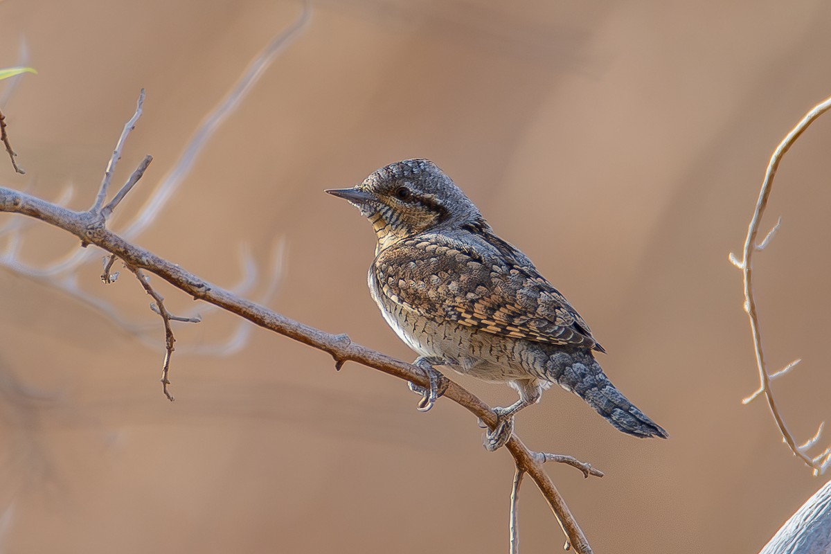 Eurasian Wryneck - ML619403250