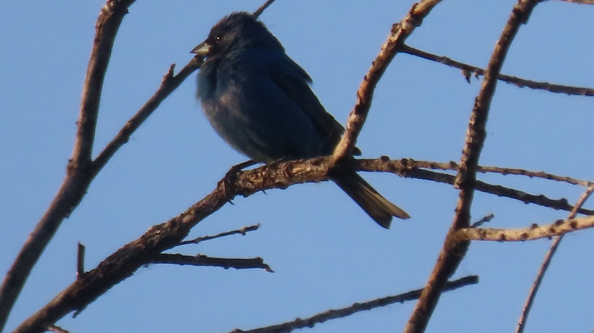 Indigo Bunting - Anne (Webster) Leight