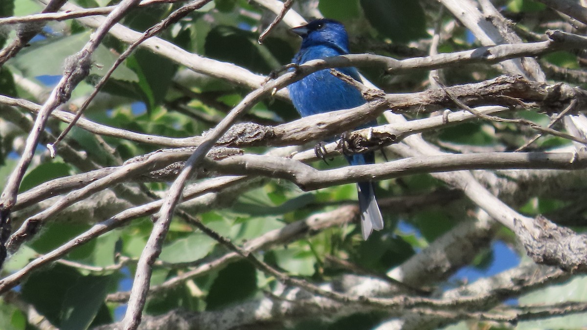 Indigo Bunting - Anne (Webster) Leight