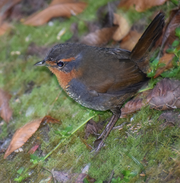 Chucao Tapaculo - Felipe Undurraga