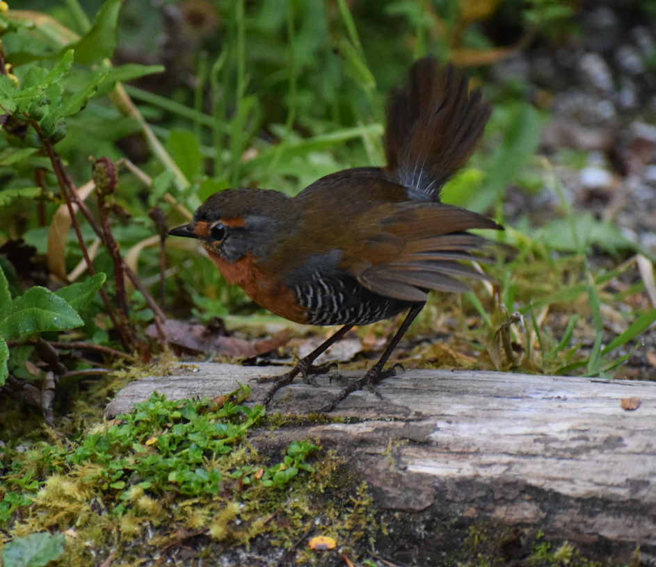 Chucao Tapaculo - Felipe Undurraga